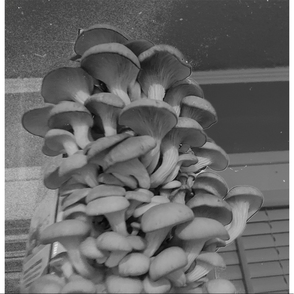 Meet your Posher, Madison - Picture 5 of 7